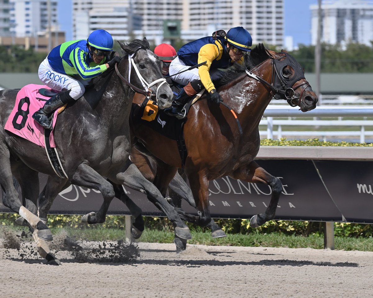 artilespascualf's tweet photo. #1Apr Oscar Eclipse
Jockey: Jose Luis Ortiz
Trainer: Brian Lynch
Owner: Woodslane Farm
Sir Shackleton Stakes $125,000 • Dirt
Saturday, March 30, 2024 #GulfstreamPark #ChampionshipMeet
📸 @coglianesephoto / Lauren King / @RyanFromChicago https://t.co/aHj5l6V0g2