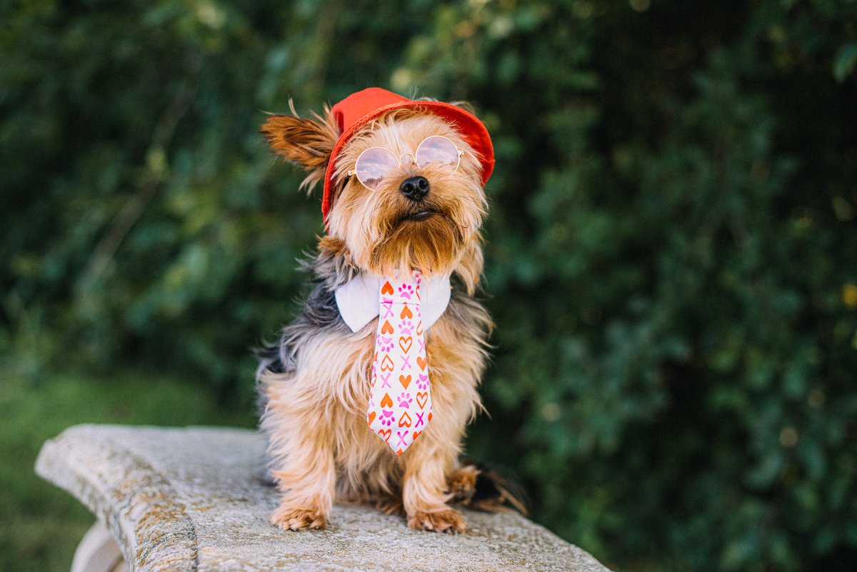 Atenção! Seu feed foi invadido por espiões caninos disfarçados e muito perigosos. Muito cuidado ao passar direto sem curtir. 😄 #CompartilheSeuMundo #1deAbril