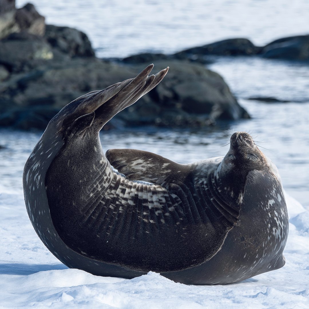 '’Fess up! Who stuck a fish on my back?' 📸© Studio PONANT - Olivier Blaud #PONANT