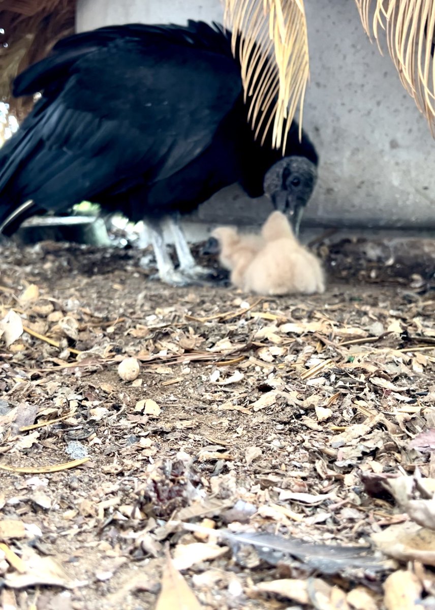 Two baby vultures hatched on my porch for Easter. I will be taking name suggestions. 🖤 They look like furry abominable snowmen.