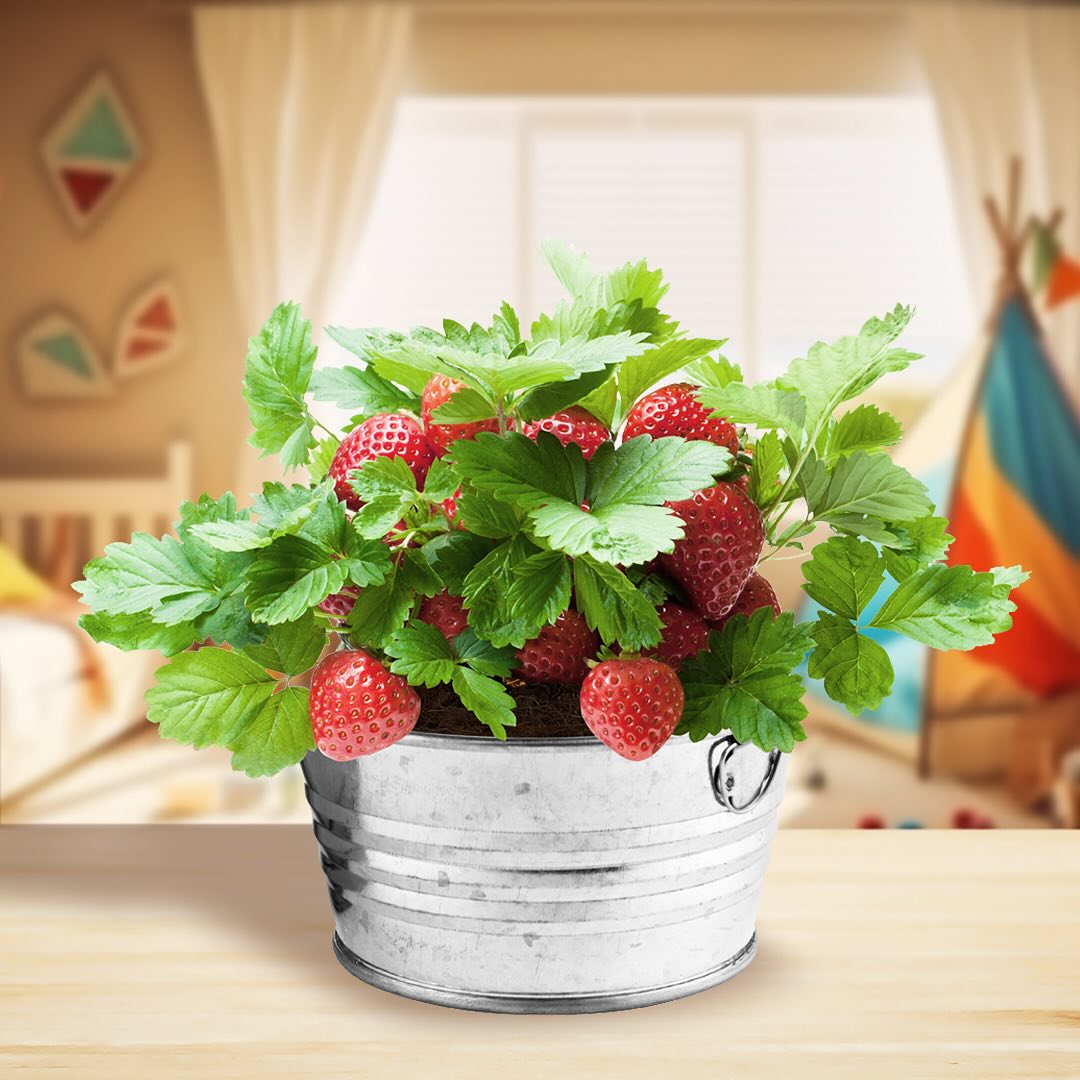 SusieQpon's tweet photo. 🍓 Buzzy Seeds Seed Grow Kits Are Perfect For #Spring2024!! #gifted #buzzyseeds #growkit #seedstarting #growyourown #gardening #activitiesforkids #kidsgardening #playinthedirt #screenfreekids #herbgarden #basil #cilantro #chive 👉🏽 https://t.co/LeiD28ea4v https://t.co/dMp1c7jber
