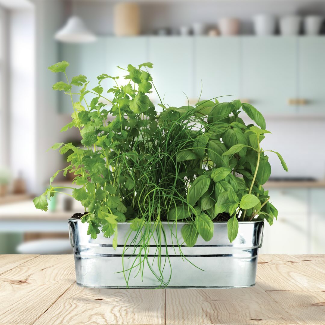 SusieQpon's tweet photo. 🌿 Buzzy Seeds Seed Grow Kits Are Perfect For #Spring2024!!  #gifted #buzzyseeds #growkit #seedstarting #growyourown #gardening #activitiesforkids #kidsgardening #playinthedirt #screenfreekids #herbgarden #basil #cilantro #chives  👉🏽 https://t.co/LeiD28ea4v https://t.co/AUS9yc0zsi