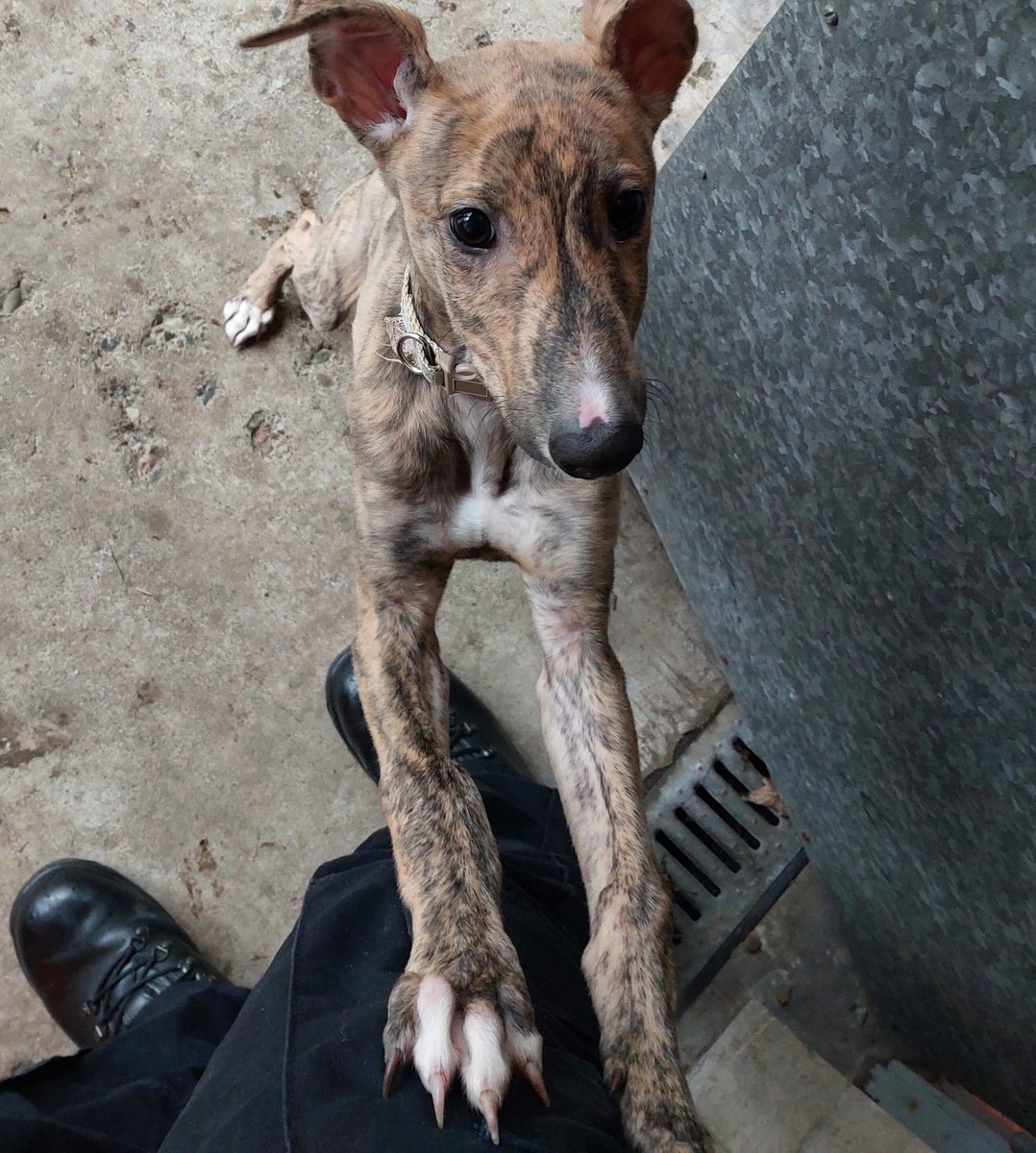 Found dog (lurcher/greyhound) brindle coloured. Found in Camelon on 31/03/24 around 1230hrs. Scanned and no chip detected. Any information? Please contact 101 and quote ref 1238 of 31st March 2024.
