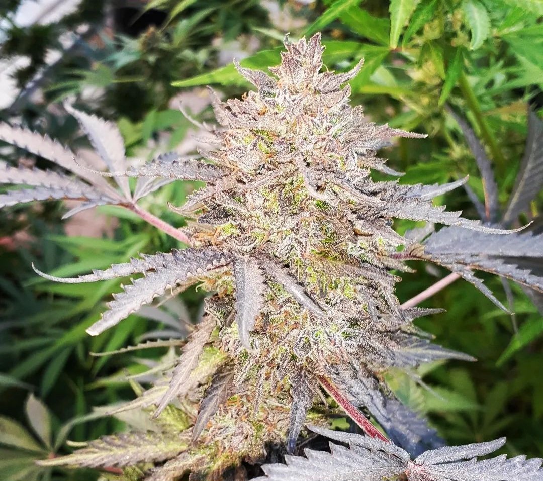 KannabiaSeeds's tweet photo. LA BLANCA by #KannabiaSeeds 🌱 @IntKannabia @Kannabia_Samen @Kannabia_US

📷 Credits: @Marathon_niP 
¡Gracias, #kannabista ! 💯🙏😍🧡💚

ℹ️ #LaBlanca #cannabisseeds ➡️
https://t.co/93bpnxxTnF

Fem ♀️
🦈 Great White Shark x Black Domina. 
Indica-sativa hybrid
40% #descuento
1X🏆🥉 https://t.co/sW589iCfyP