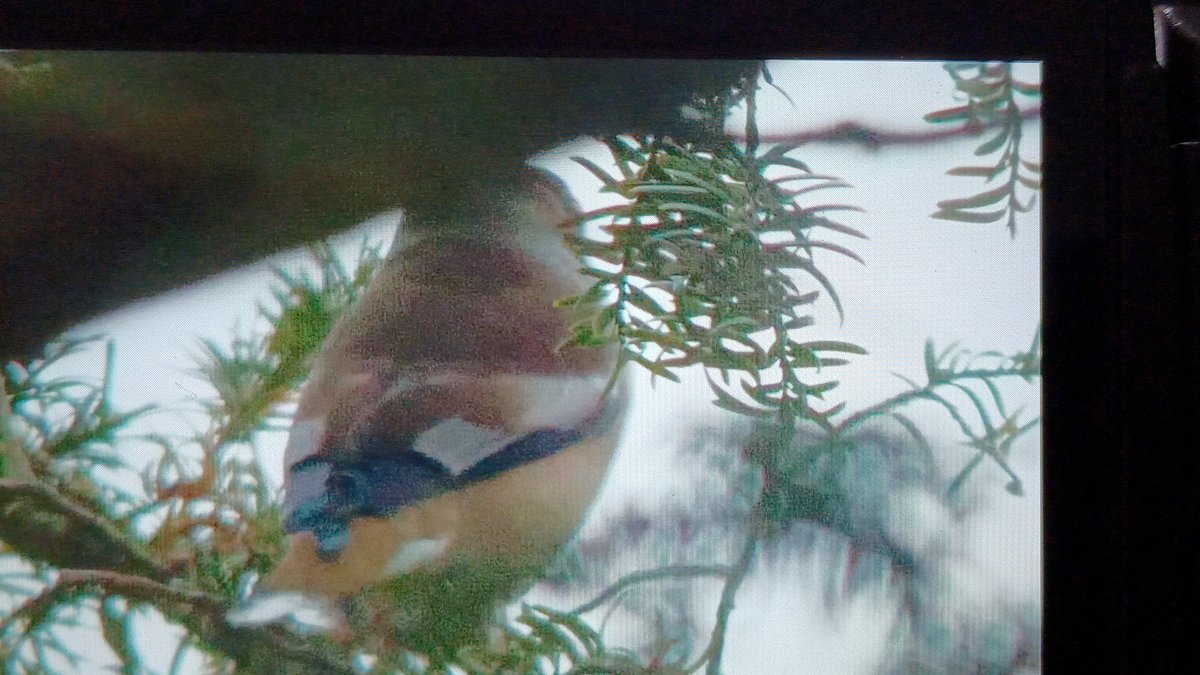 Exciting morning with this Hawfinch feeding in the yew tree in our garden. Very elusive and eventually flew off west at 13.50.