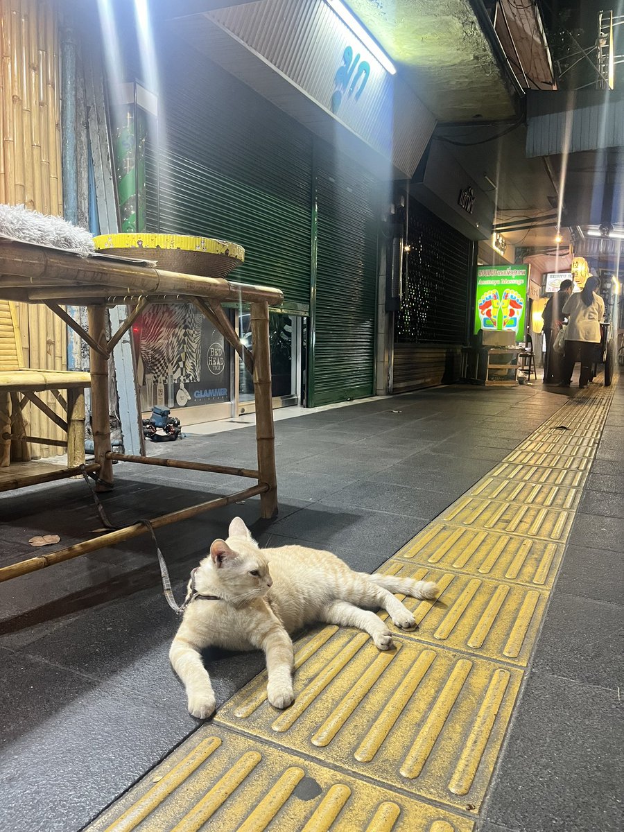 yellow__ym's tweet photo. タイの猫さん🇹🇭🐈

 #カメラ旅 #カメラ女子 #ファインダー越しの私の世界 #キリトリセカイ #旅行 #旅 #写真好きな人と繋がりたい #iPhone越しの私の世界 #猫 #ねこ #ネコ #cat https://t.co/bGHpap6Yxc