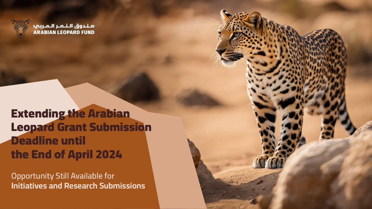 Researchers and individuals interested in conservation projects for the Arabian Leopard globally can apply for the Arabian Leopard Grant Program to finance their initiatives and research. The deadline for submissions is now the end of April 2024. #ArabianLeopard