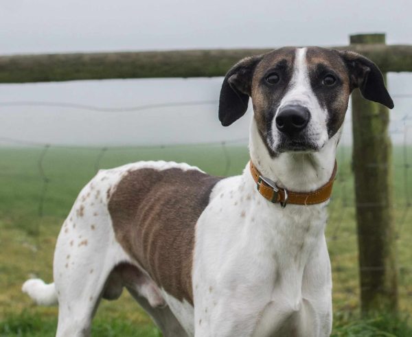 #k9hour Rhubarb 4 yr Lurcher with a hound look, reactive to some dogs so walked with a muzzle on, no cats, strong on lead so needs ongoing training to address this, more info/adopt him from @AnimalsInNeedUK