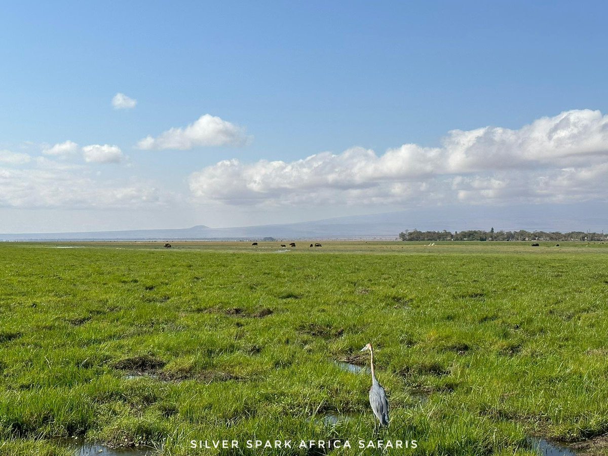 Amboseli National Park offers a unique biosphere of habitat & wildlife. The rare bird species is common in the  park.
📸:Heron in Enkongo swamp Amboseli Park 
#birding #tembeakenya #birdphotography #wildlife #gamedrives #wildlifephotography #SilverSparkAfrica  #naturelovers