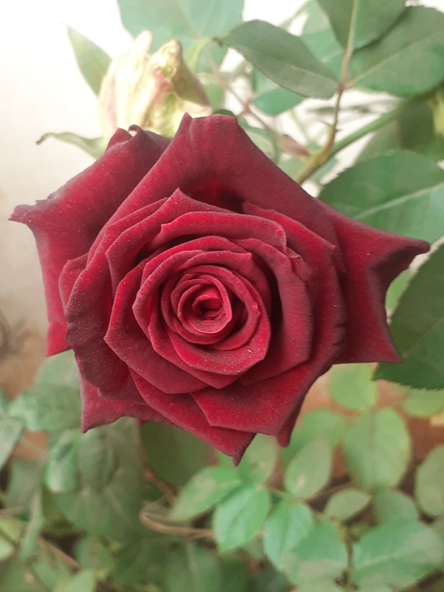 suneeta mehan tweet media