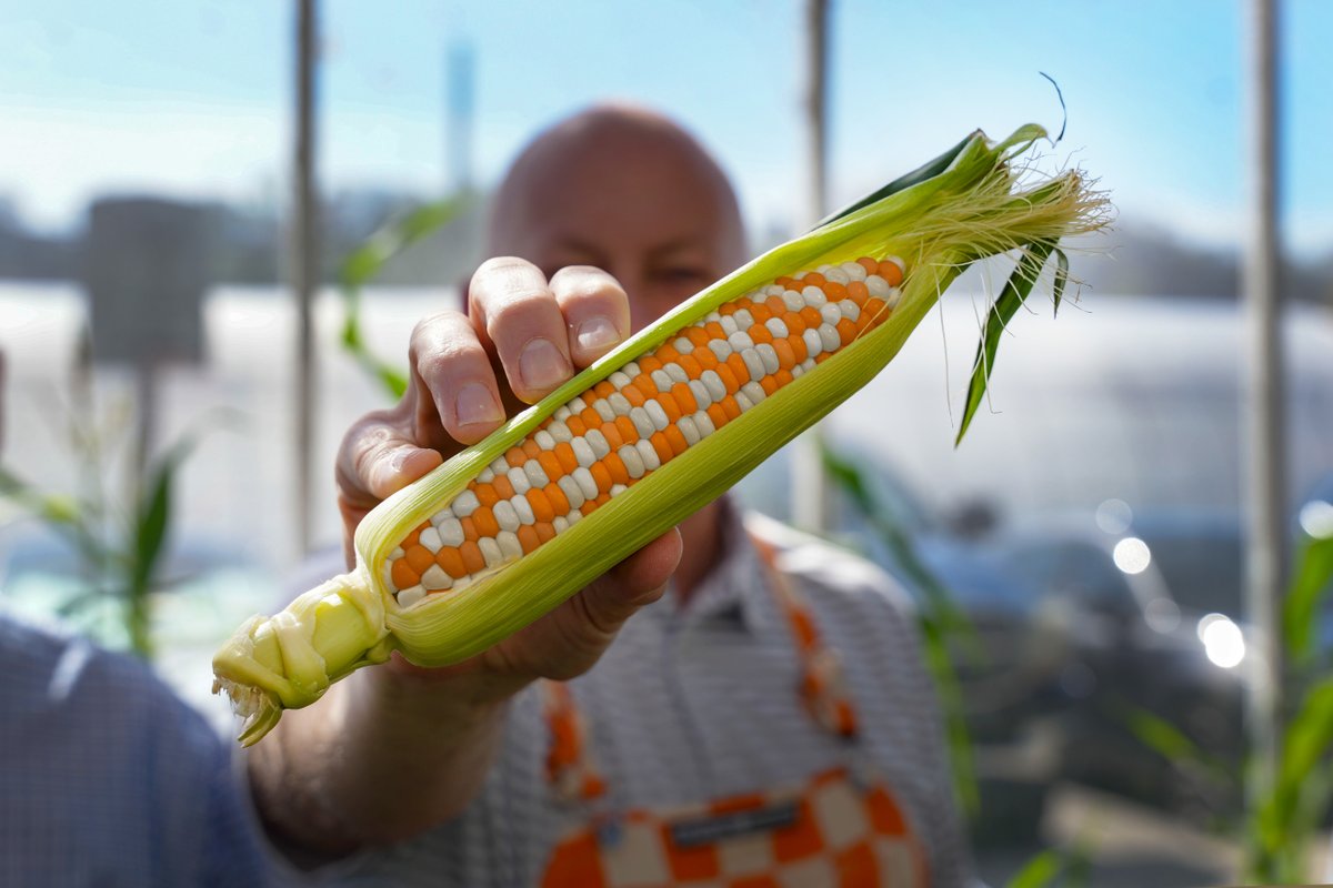 Exciting news! Our brilliant team in the UT Department of Plant Sciences has been developing and is now ready to announce a new variety of corn that not only matches the spirit of our state, but is guaranteed to grow on Rocky Top: Orange-and-White Checkerboard Corn! 🌽