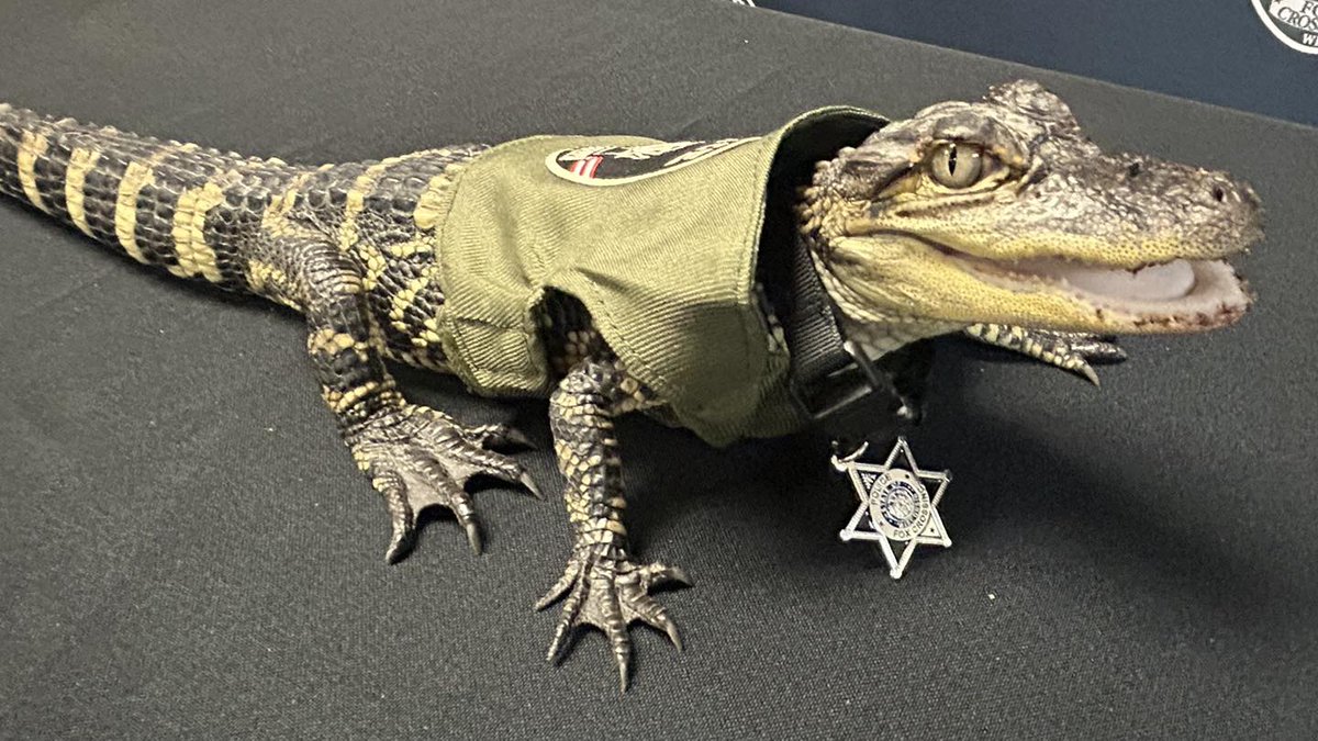 Fox Crossing Police tweet media