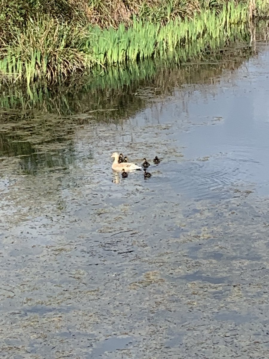 tomhennessy63's tweet photo. The early bird, a mallard with a clutch of ducklings at the end of March. https://t.co/oSDqNZQHe3