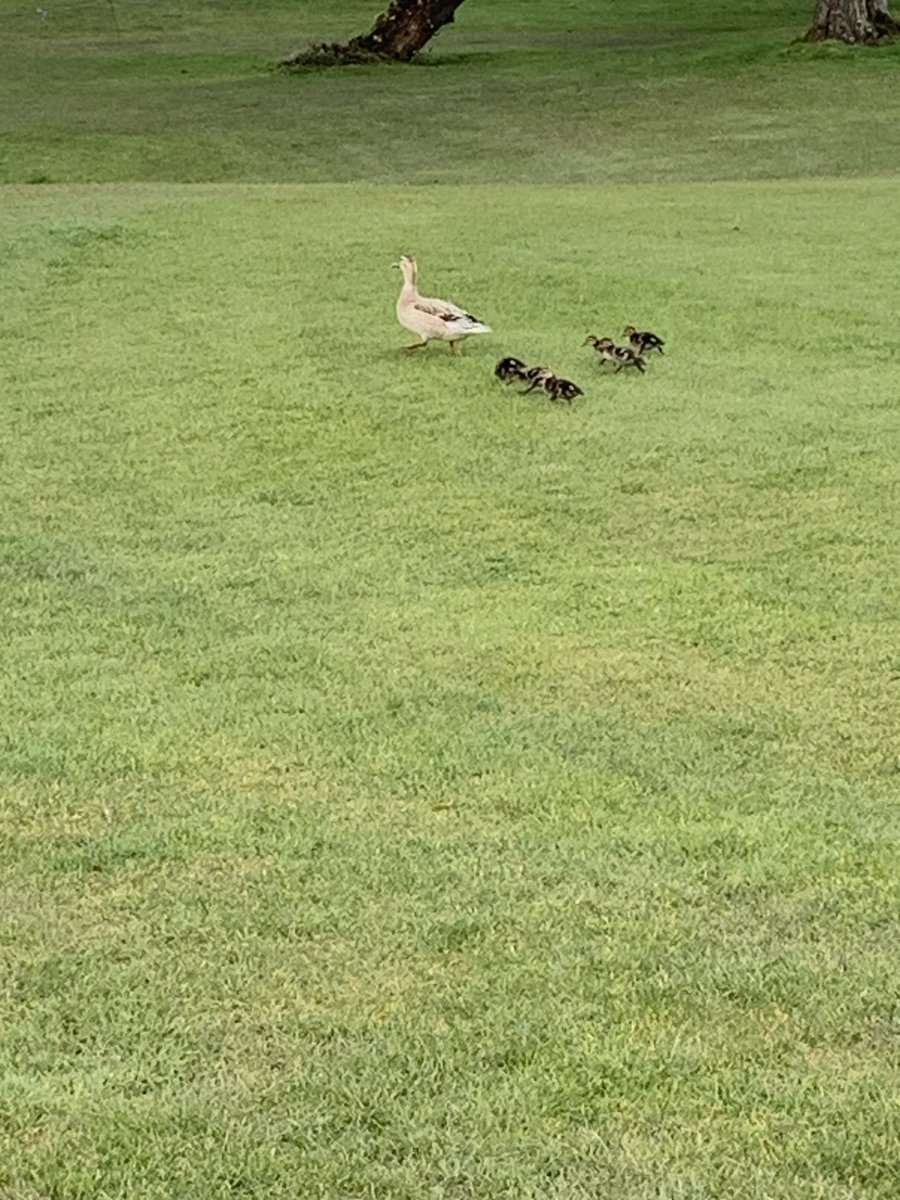 tomhennessy63's tweet photo. The early bird, a mallard with a clutch of ducklings at the end of March. https://t.co/oSDqNZQHe3