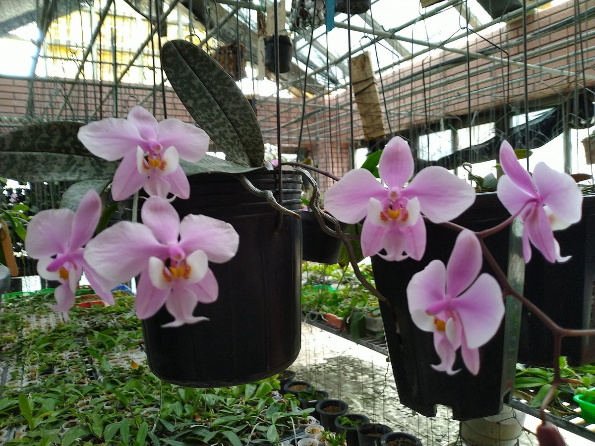HagiroKan's tweet photo. icday@fowpal.org #changetheworldwithconscience #education,#music,#orchids,#ferns,#gardening ,#nature,#Photography,#Love,#Peace
💞 Celebrating International Day of Conscience
https://t.co/aRDvjVNKP5
😍 Orchid species : Phalaenopsis schilleriana https://t.co/UwQDUoENvq