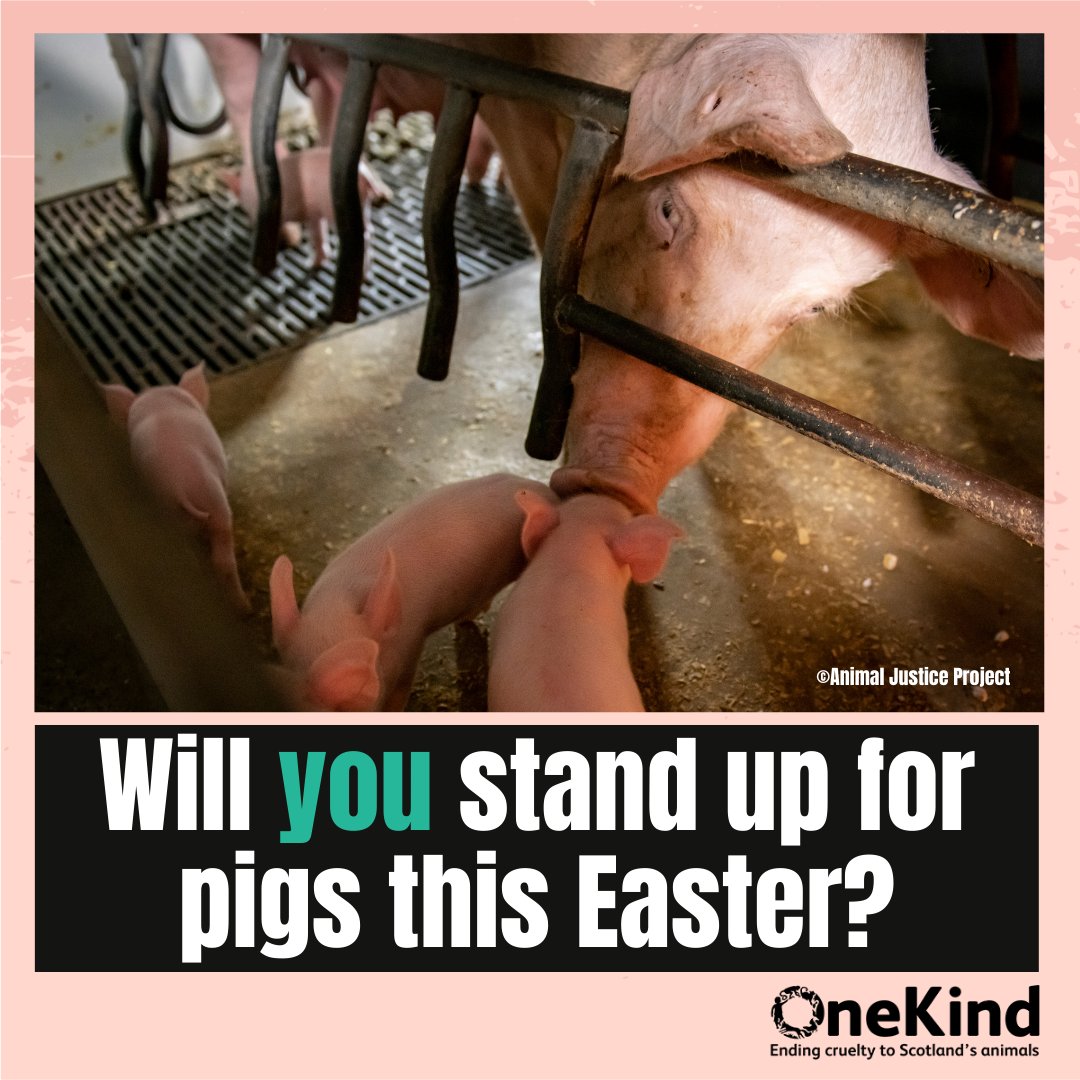 🐖 This Easter weekend, will you stand up for pigs by joining us in calling for an end to farrowing crates for mother pigs? ❌ We cannot continue to allow pigs to suffer in these cruel cages. ❗Take action (in just 2 mins!) by using our template🔗 secure.onekind.org/page/141197/ac…