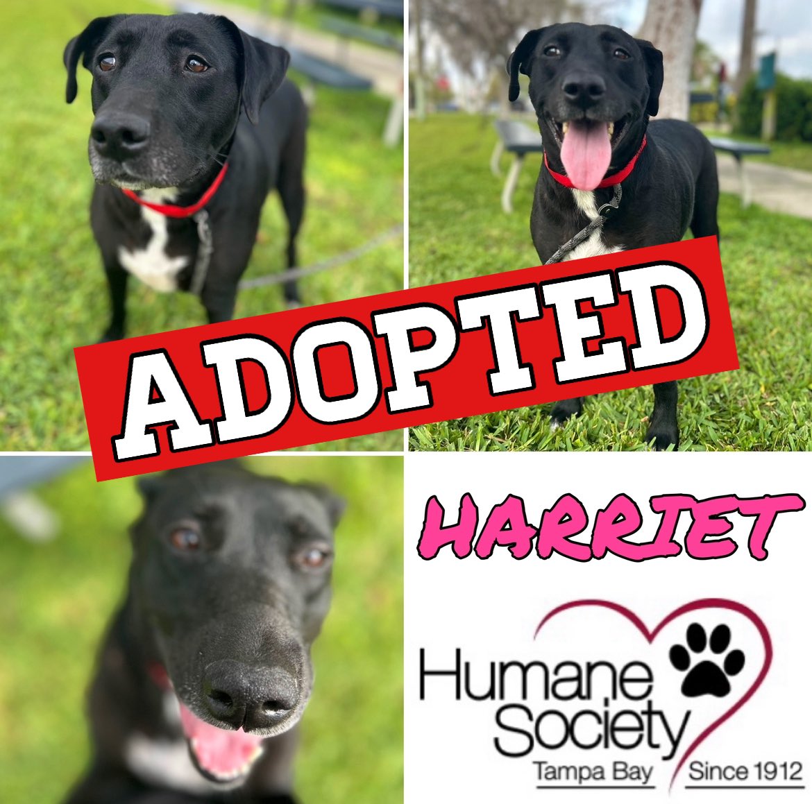UPDATE / PUPDATE: Great News! HARRIET got ADOPTED! 😃 Congratulations to HARRIET and her new forever family! If you or anyone you know is looking for a BEST FRIEND please visit @HumaneTampaBay #adoptdontshop🐾