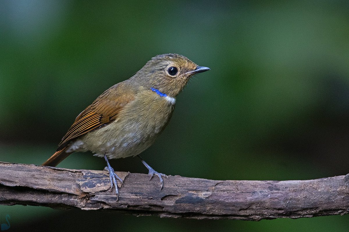 The Rufous-bellied Niltava (Niltava sundara)- female can be identified by its brown colour, a white throat strap and a small blue crescent on the neck. Trip report: happysclick.com Short video : youtube.com/kothiala Happy Birding! #IndiAves #birdwatching #birds