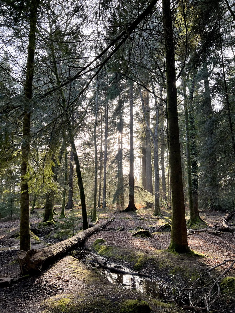 Forest walk.

#sharemondays2024
#fsprintmonday
#wexmondays
#appicoftheweek
#thephotohour
#liveforthestory