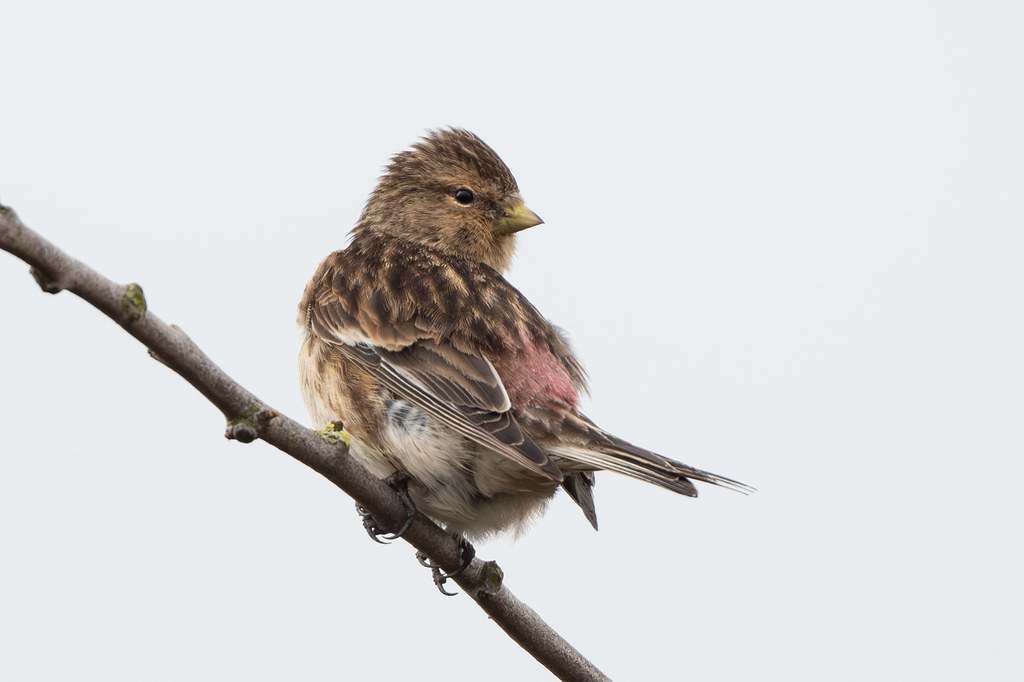 Our winter Twite flock seems to have done the usual spring move away from Knott End slipway to the fields around Fluke Hall and along Fluke Hall Lane, this one superbly photographed last week by @paul_ellis24 showing off the distinctive pink rump