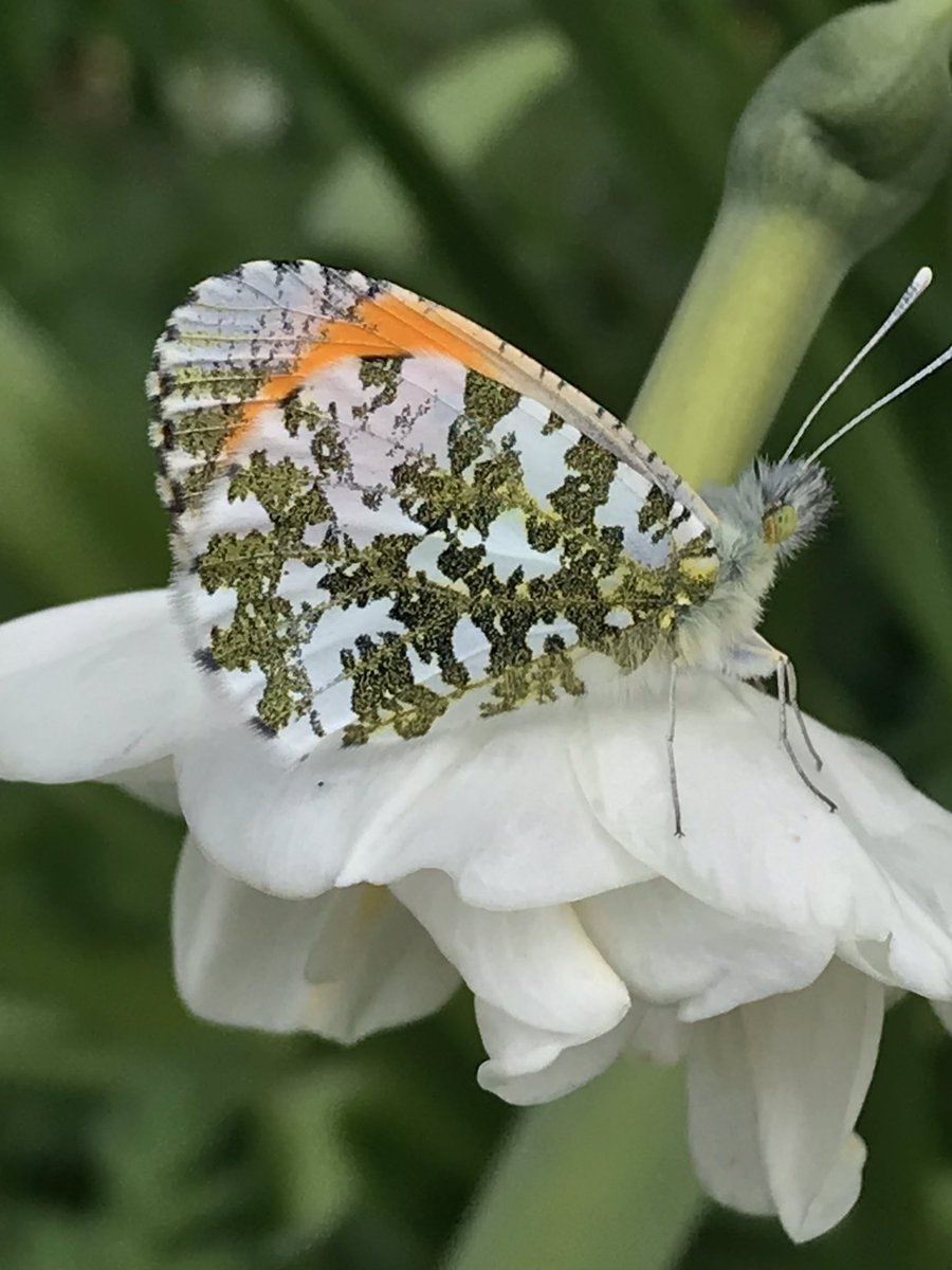 Bit of warmth in the garden this afternoon..and butterflies coming out to play! Brimstone, Small Tortoishells, Red Admiral, Peacock and this smart little Orange-tip posed for a few seconds…