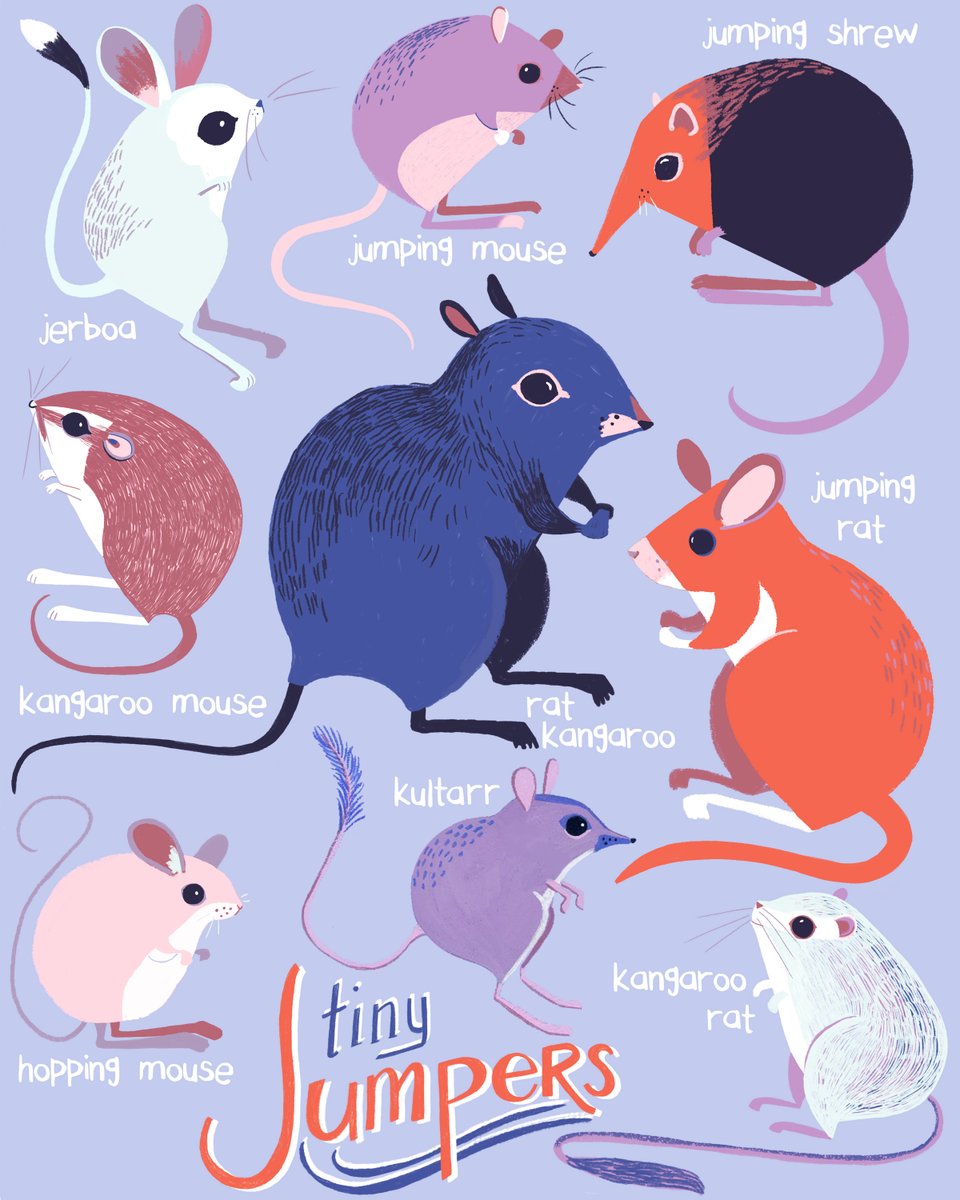 A guide to help you keep track of these confusingly named Tiny Jumpers. #JumpingMouse #JumpingRat #JumpingShrew #HoppingMouse #KangarooRat #RatKangaroo #Jerboa #MarsupialJerboa aka #Kultarr