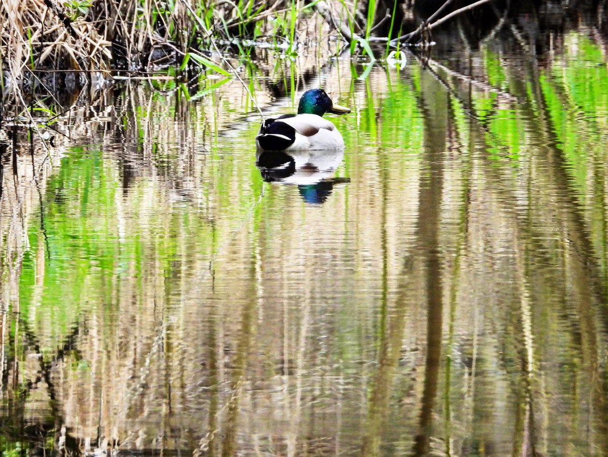 pnwkate's tweet image. Mallard Monday 💚 #reflectionsofnature #mallardmonday