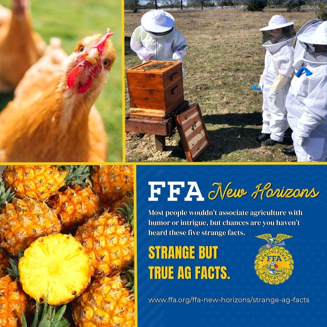 Today is a good day to find the humor in agriculture that brings us joy.🍍🌱 Learn five strange agriculture facts.🔗⬇ ffa.org/ffa-new-horizo… Did you know any of these?💭🤔 #FFA #NationalFFA #April1 #Agriculture #Facts #FFACommunity #NonProfit #Fun