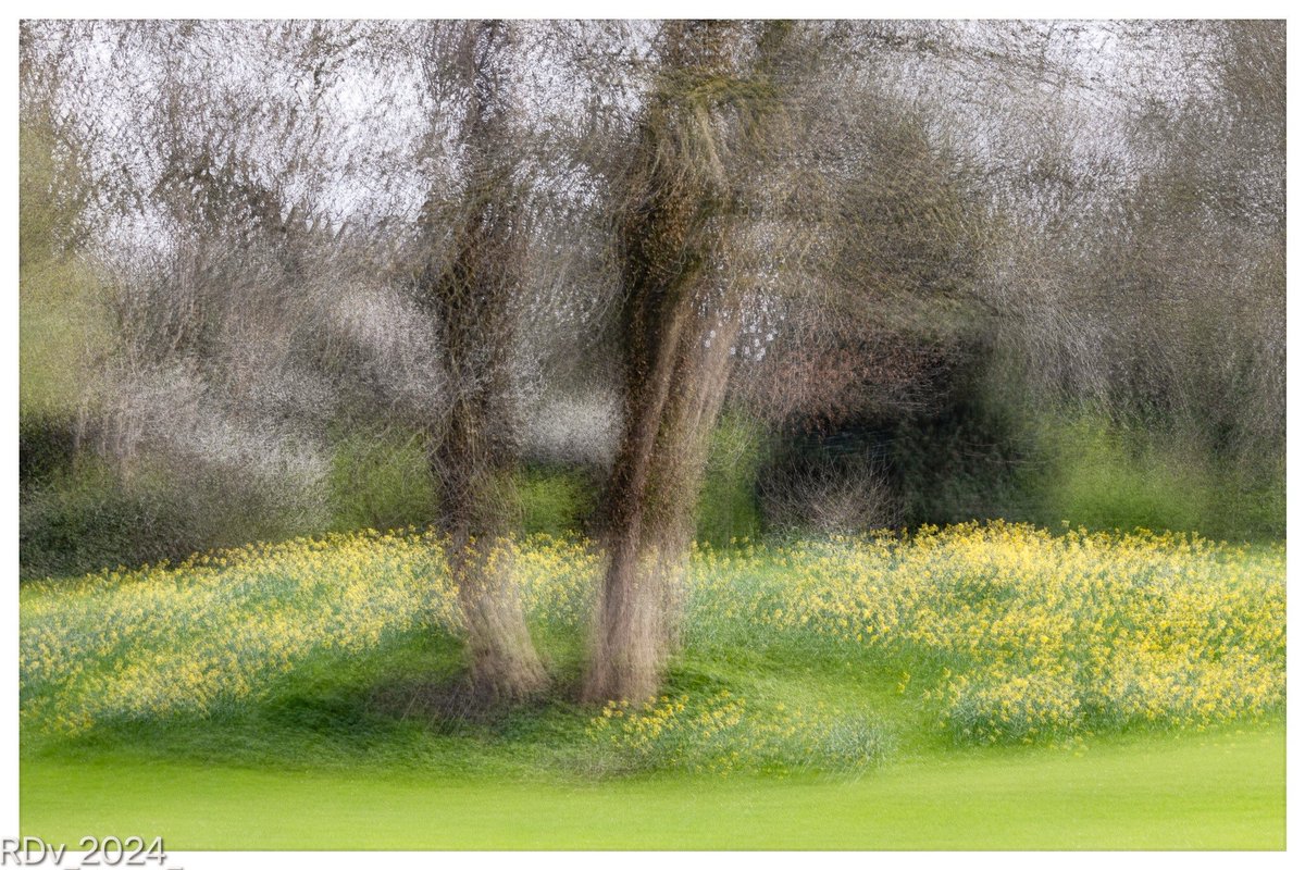 Daffodils in St. Enda's Park, Rathfarnham #daffodils #EasterSunday #Easter #spring #nature #multipleexposures #SpringBreak #Rathfarnham @ThePhotoHour @LoveSouthDublin @OldDublinTown @PhotosOfDublin
