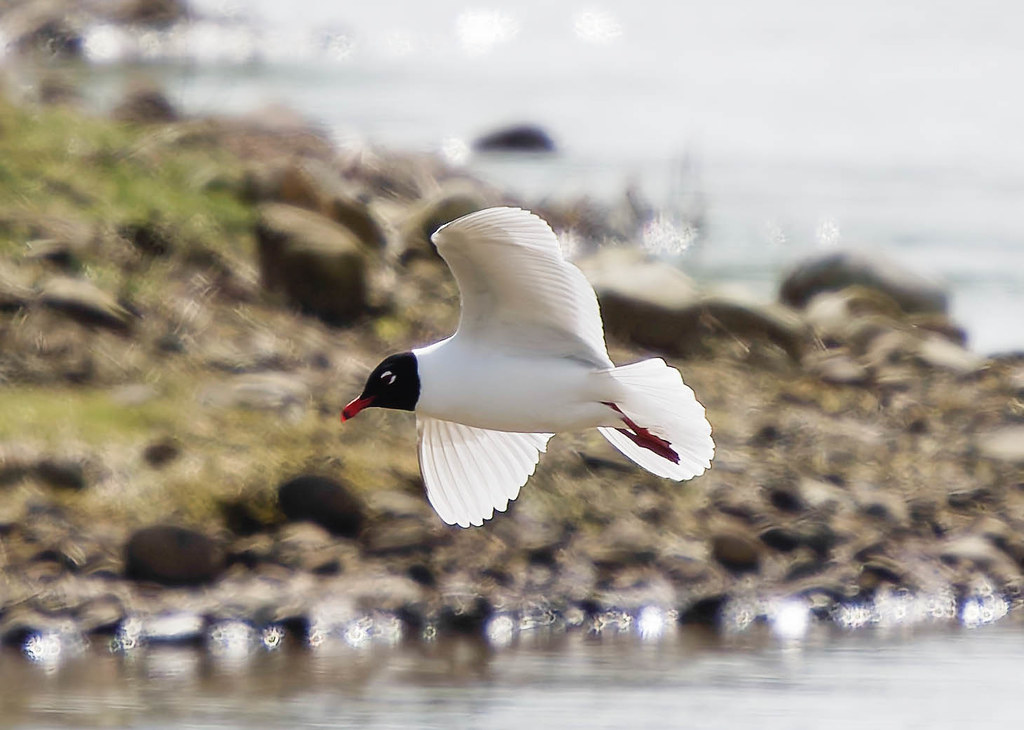 A few Mediterranean Gull's have been seen in recent weeks passing through Conder Pool, a second summer and an adult summer photographed yesterday by @sladeypg