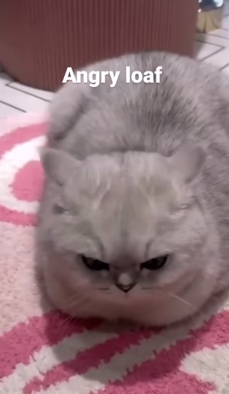 subrotodeb143's tweet photo. #catmemes #tuxedocat #lukeskywalker #cat #catsofinstagram #catlife #funnycats #catlovers #kittensofinstagram #kittenlovers #cat #catsofinstagram #cats #catstagram #kitty #love #catlover #kitten #instacat #meow #cute #catoftheday #cats_of_instagram #pet #dog #pets #photooftheday https://t.co/vJRXo30fy4
