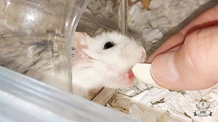 こわがりロボちゃんの幸ちゃん、勇気を振り絞ってお豆腐食べてくれたよ💖 #ハムスター #ロボロフスキーハムスター #幸ちゃん #itsumoさんちのハムスター