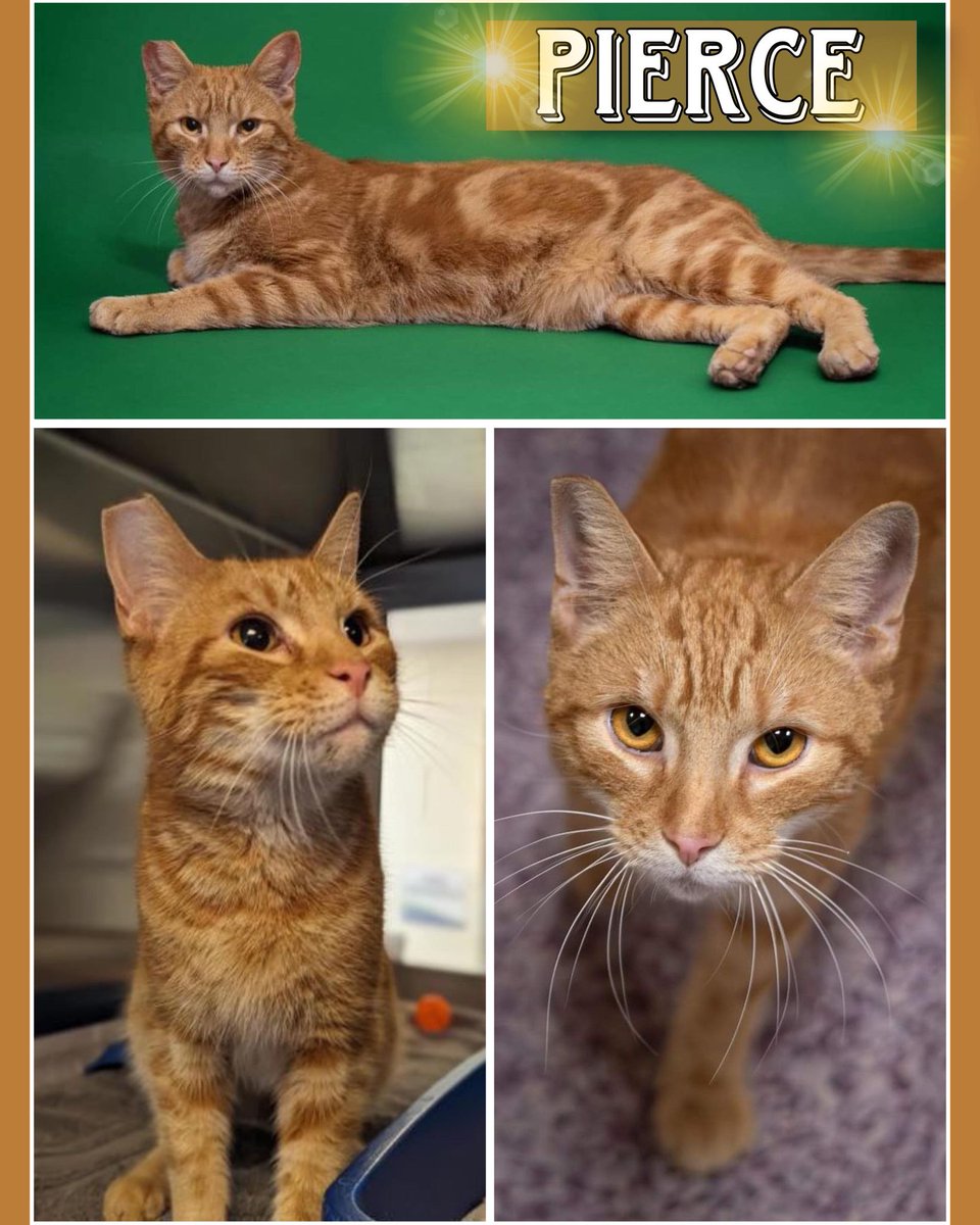 Handsome Pierce is our #PetOfTheWeek! This orange boy is sweet and has a sunny disposition. He is eager to find his forever home - come and find out if Pierce is a good fit for you, and meet him at @HumaneHBG: bit.ly/3TJ78Se 🐾 

#LoveHBG #Cats