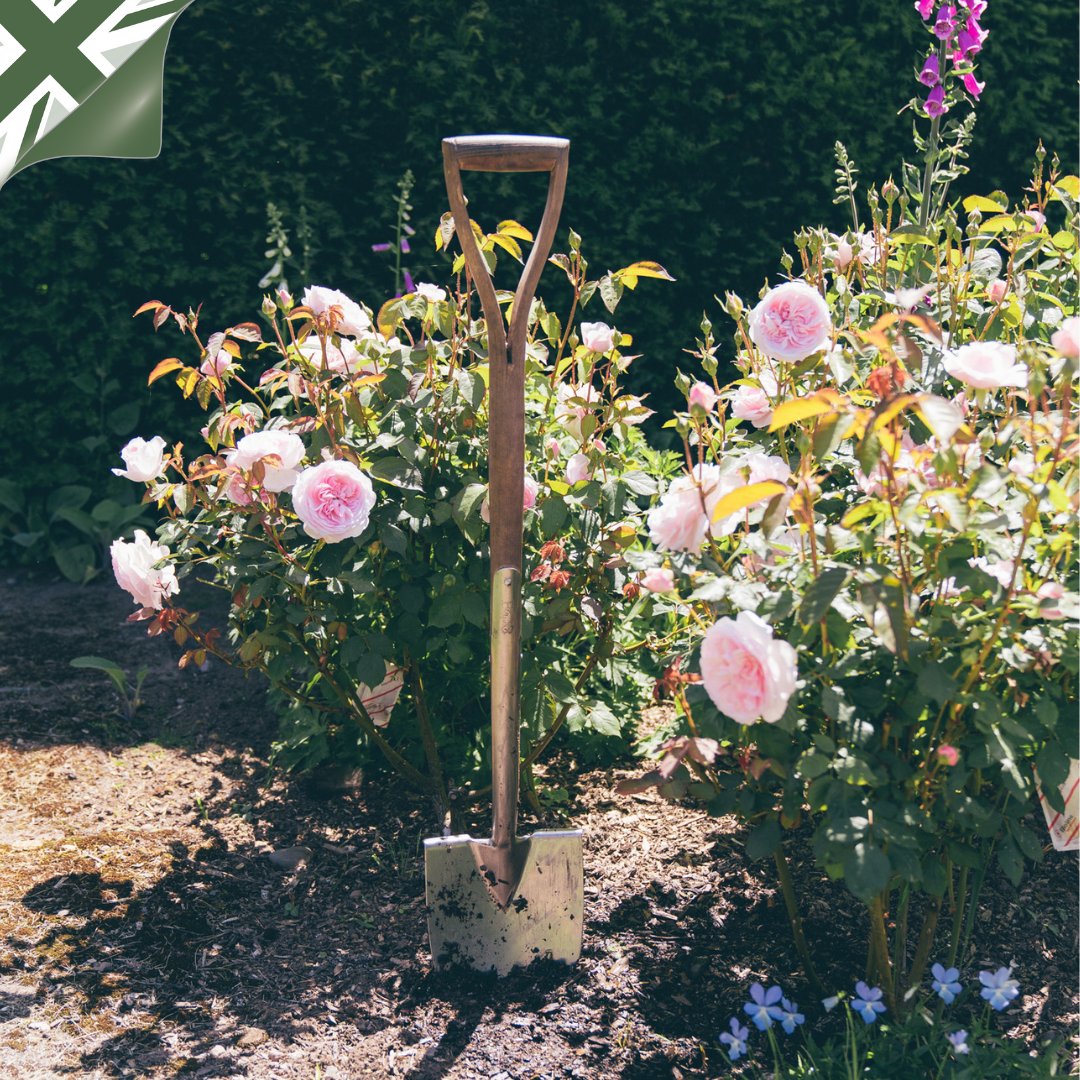 Discover your inner gardener and start growing beautiful English roses with our brand new four-week online course, the 'Beginner's Guide to English Roses'! Register today to delve into the world of growing and caring for timeless English roses. bit.ly/3ubsFu9 *UK only