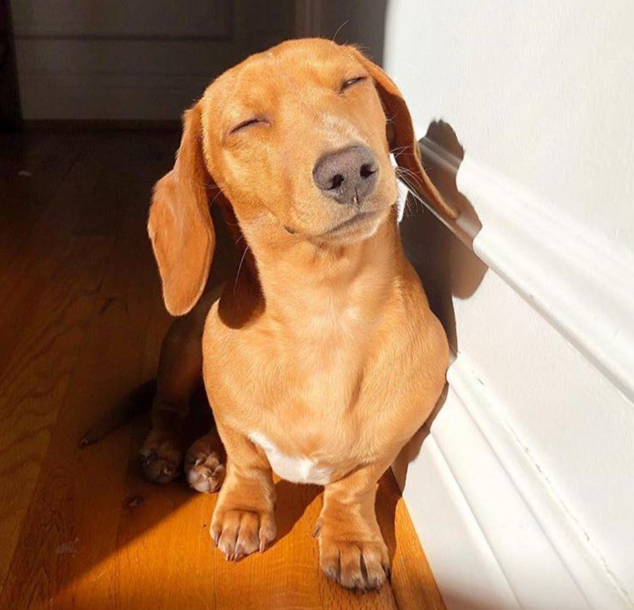 salsichinhas's tweet photo. Hora do solzinho 🌞 https://t.co/WHM6wANEOF