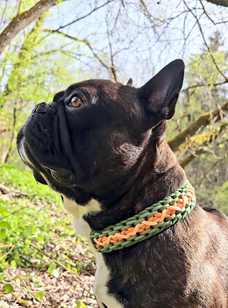 happy first of april 🌼 #dogs #Frenchie #AprilFoolsDay #Mondayvibes