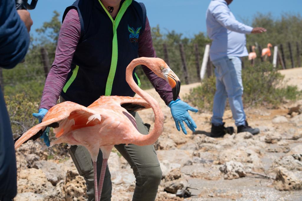 Somos #ProtectoresDeFaunaYFlora | El tráfico de fauna silvestre es un delito. Todas las especies son patrimonio natural de los colombianos. 

#ProtegemosLaVida
#AdAstra🚀