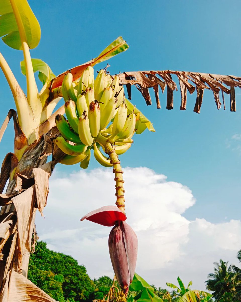 Explore our organically grown bananas at our farm on Neil Island 🌿

Come taste the difference and discover the essence of island life with us!

#organicfood #tsgaura #neilisland #farmtotable #farmtoplate #organicharvest #banana #bananatree #bananaplant #organicbanana