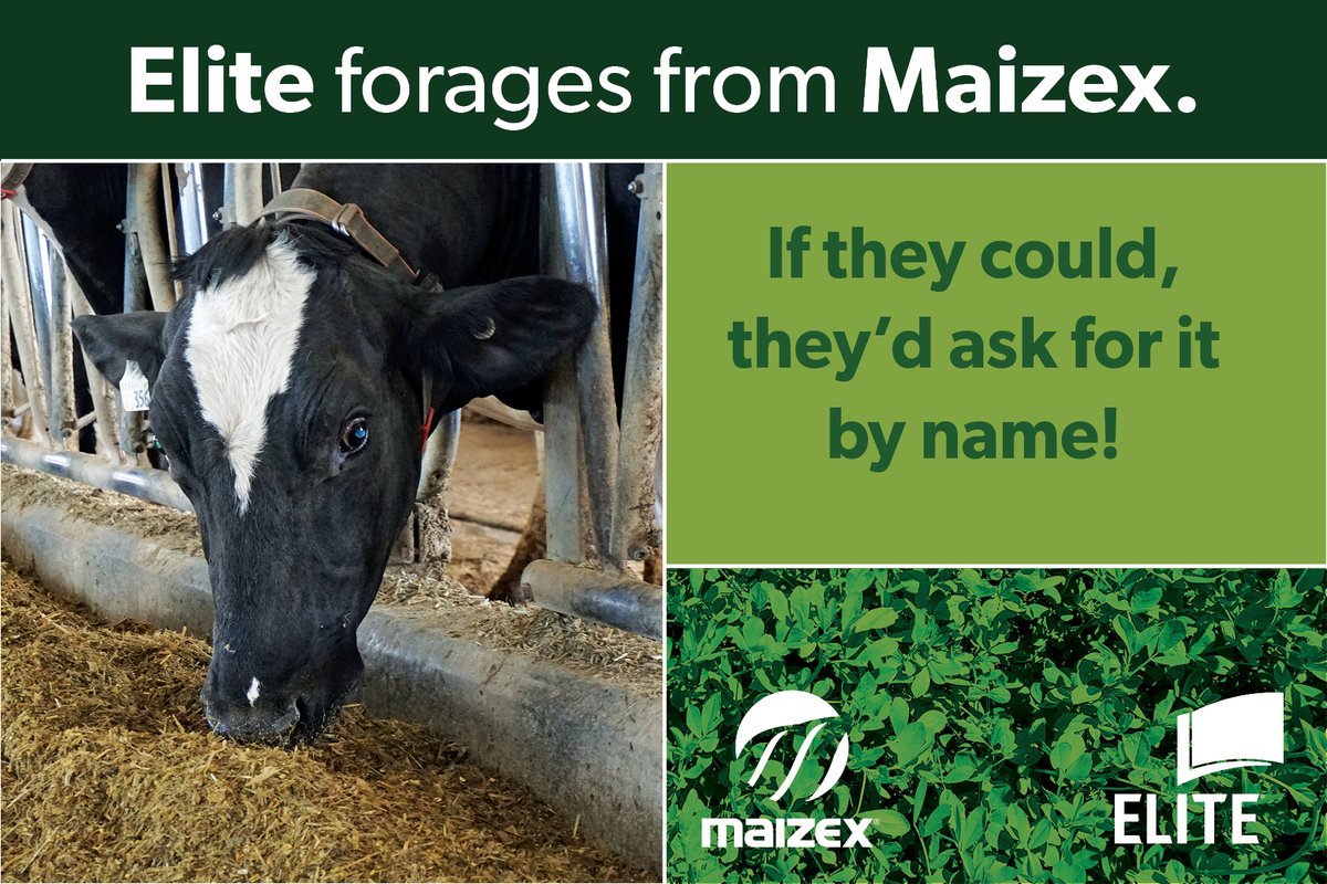 Talk to your local Maizex dealer about your forage seed needs! maizex.com/products/forag… #plant24 #fieldbyfield