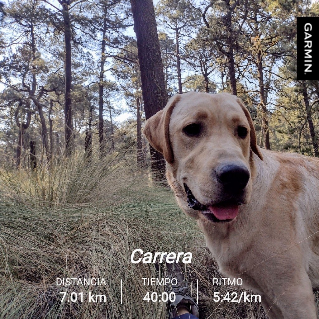 #FelizLunesATodos #BienvenidoAbril 🥰#SumandoKMx #CorroAMiPaso #MeEncantaCorrer #KilometrosPerrunos 🐾 @ComuniRunners @ManicomioRunner @MeEncantaCorrer @FenixRun_Mexico