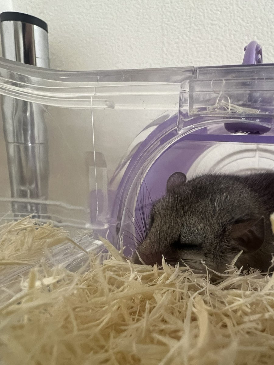 久々の帝野さん
#アフリカヤマネ