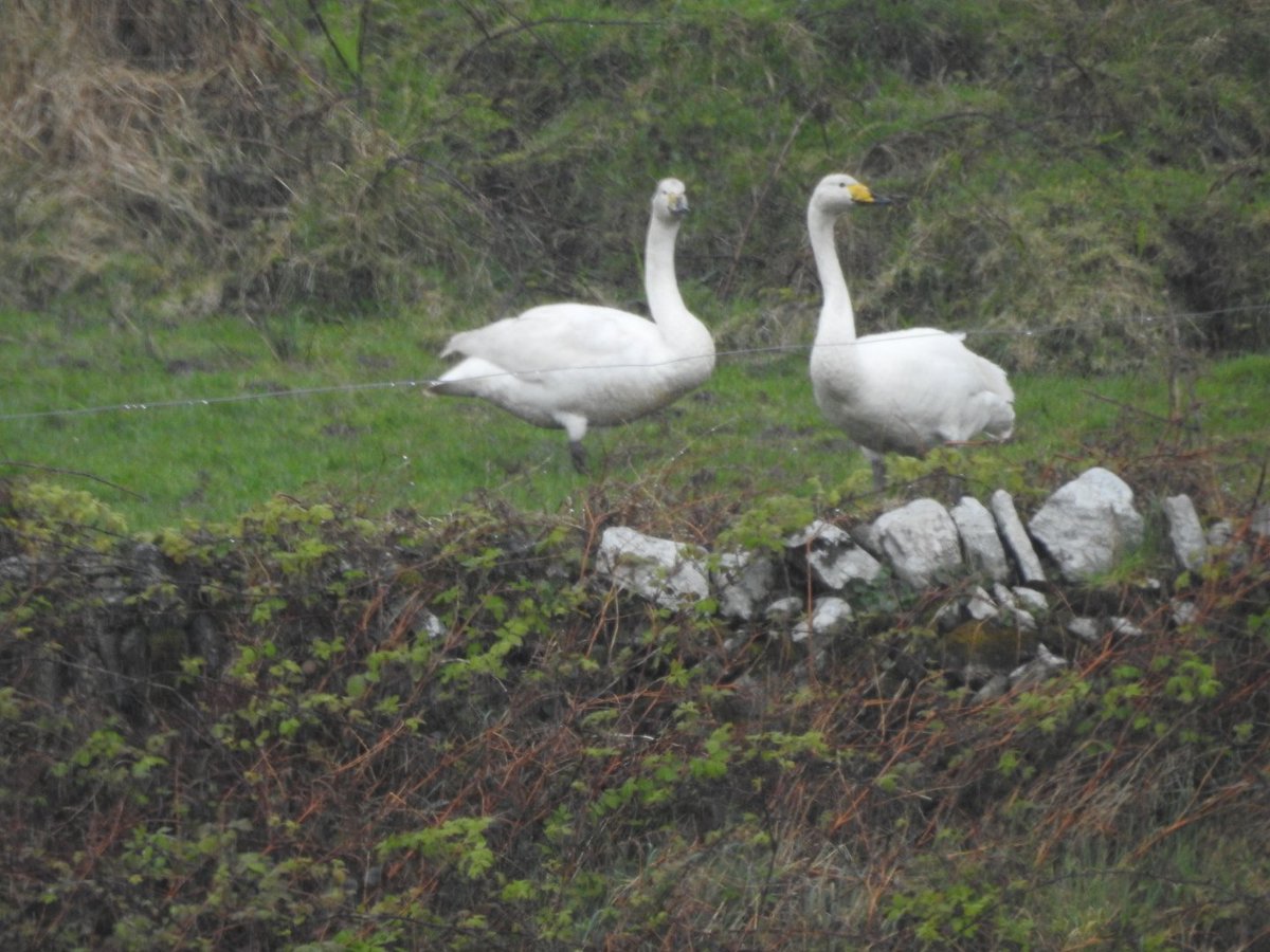 Mary Cadogan (@marycadogan1) on Twitter photo Whooper Swans at Cape Clear. <a href="/CCBOIE/">Cape Clear Bird Obs</a> <a href="/BirdWatchIE/">BirdWatch Ireland</a> <a href="/SamBayley2/">Sam Bayley</a> <a href="/bobolink5/">Eamonn O' Donnell</a> <a href="/Steveccbo/">Steve Wing</a> Whooper Swans at Cape Clear. <a href="/CCBOIE/">Cape Clear Bird Obs</a> <a href="/BirdWatchIE/">BirdWatch Ireland</a> <a href="/SamBayley2/">Sam Bayley</a> <a href="/bobolink5/">Eamonn O' Donnell</a> <a href="/Steveccbo/">Steve Wing</a>