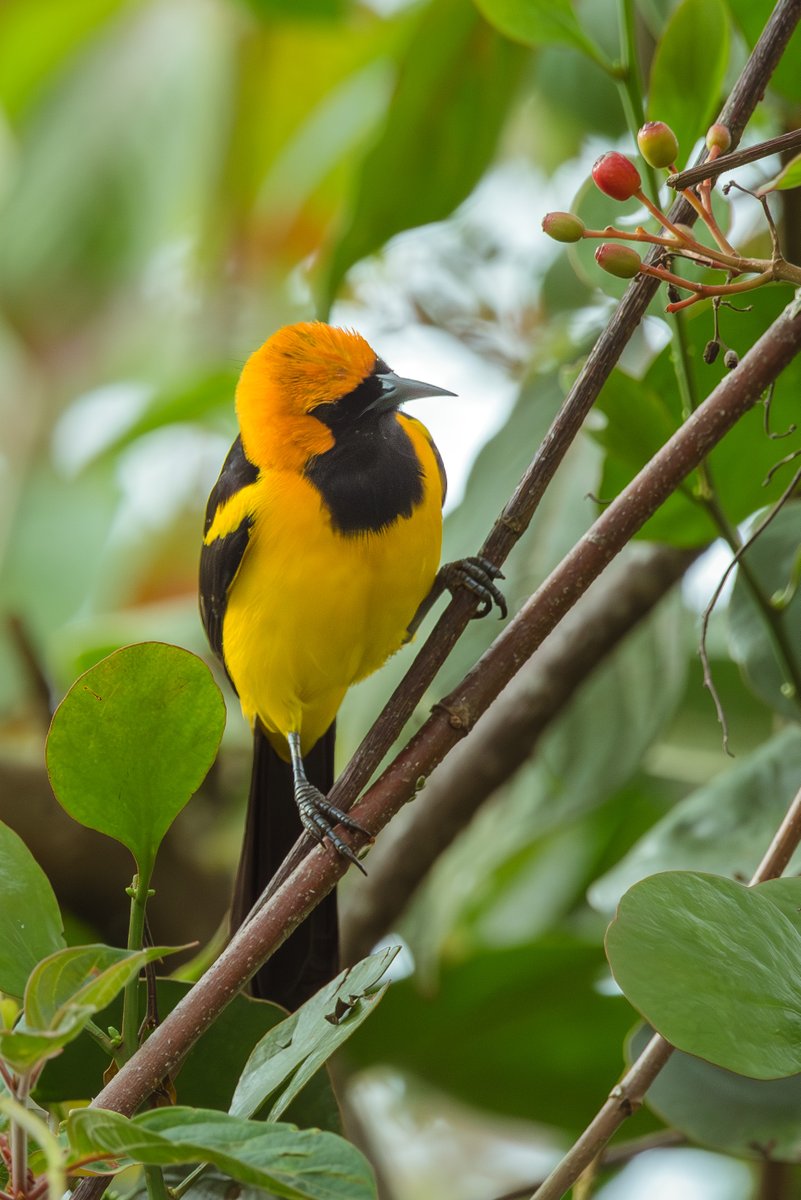 Más Tesoritos Alados registrados en la Reserva Reinita Cielo Azul de <a href="/ProAvesColombia/">Fundación ProAves de Colombia</a>. En esta ocasión el Turpial Cabeciamarillo / Icterus auricapillus.

Su nombre científico proviene del griego ¨Ikterus¨, que hace referencia al color amarillo propio de la enfermedad ictericia.