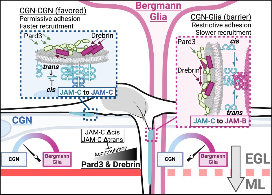 So_lets_kiLab70's tweet photo. #Preprint news from the lab ⚡️⚡️ Liam Hallada’s MUST READ Magnum Opus thesis on how neurons recognize glia to migrate is here. He used ALL the 🔬s & analysis to show JAM-C at cell contacts recruits polarity proteins to start laminar sorting. 👀 poppin 🎥 to come. URL https://t.co/hKeYKloxoW