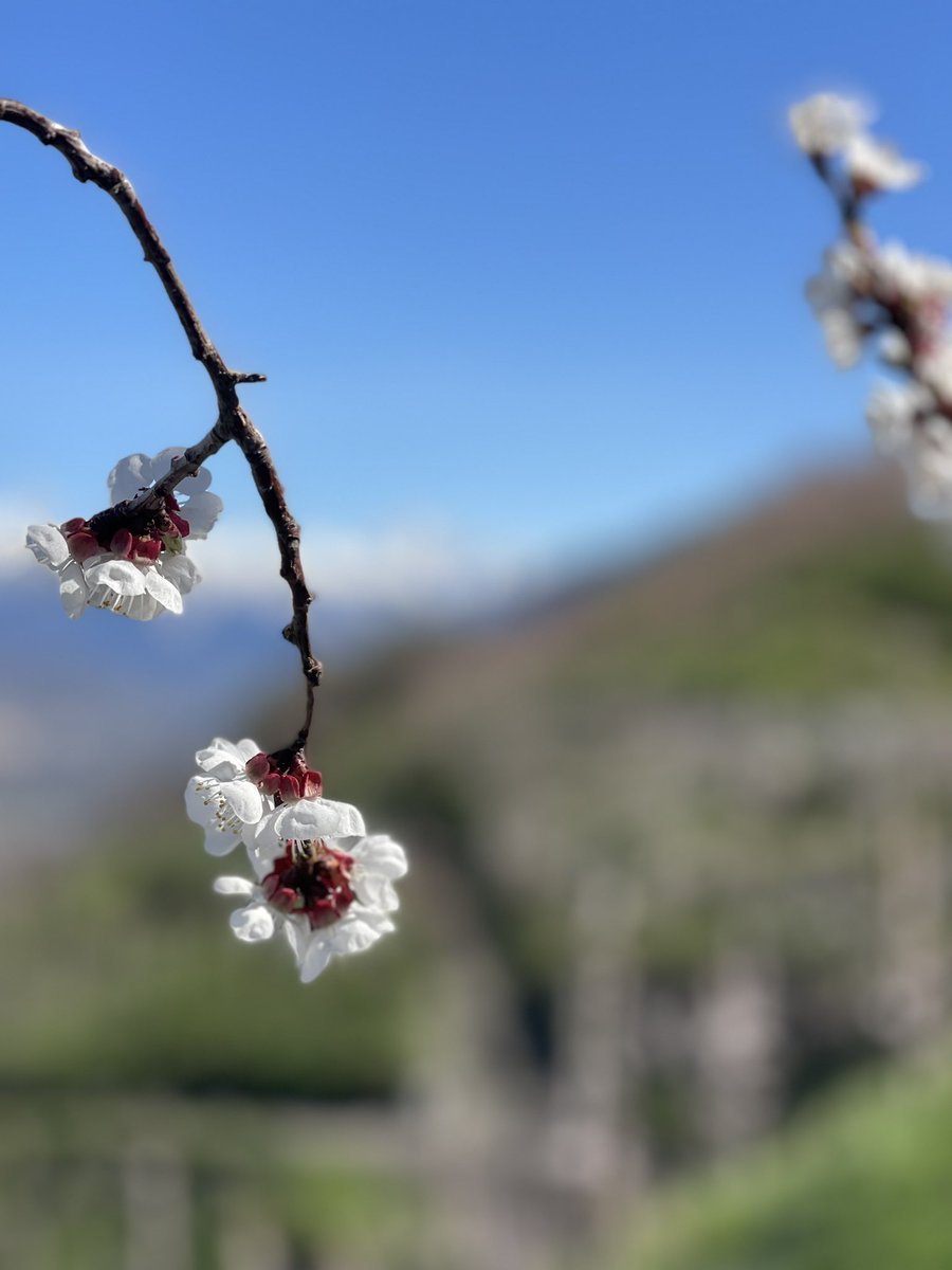 Youpi, les abricotiers sont en fleurs #LundiFleuri

Où admirer la floraison des abricotiers en #Valais 

youpitrip.ch/post/abricotie…