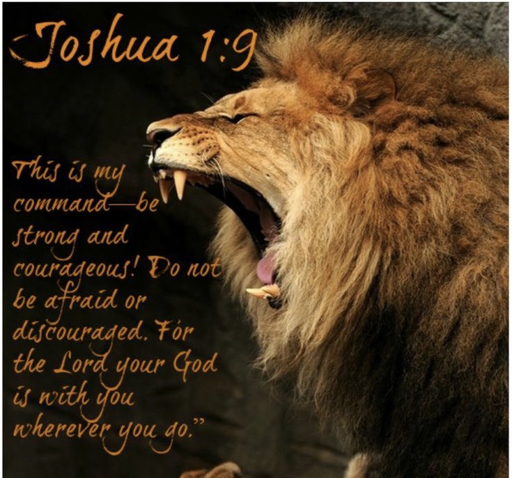 just Chris D. Bell 🇨🇦🦁🇺🇸🦭 🗽🔔❤️‍🔥 tweet media