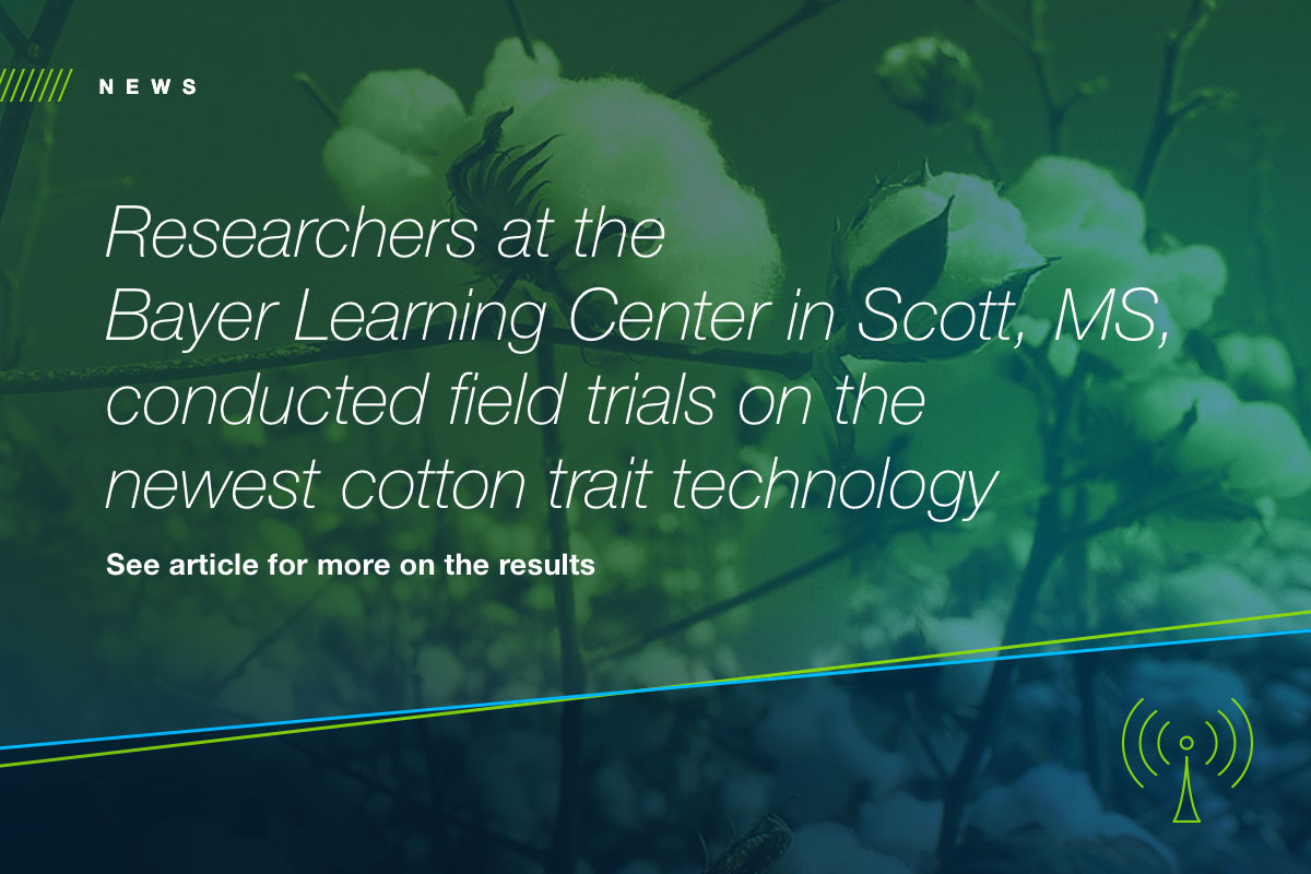 Researchers at the Bayer Learning Center in Scott, MS, conducted field trials on the newest #cottontraittechnology. They reported that two new products with Bollgard® 3 show improved yield potential compared to previous products. #plant24 See more: cropscience.bayer.us/articles/dad/e….