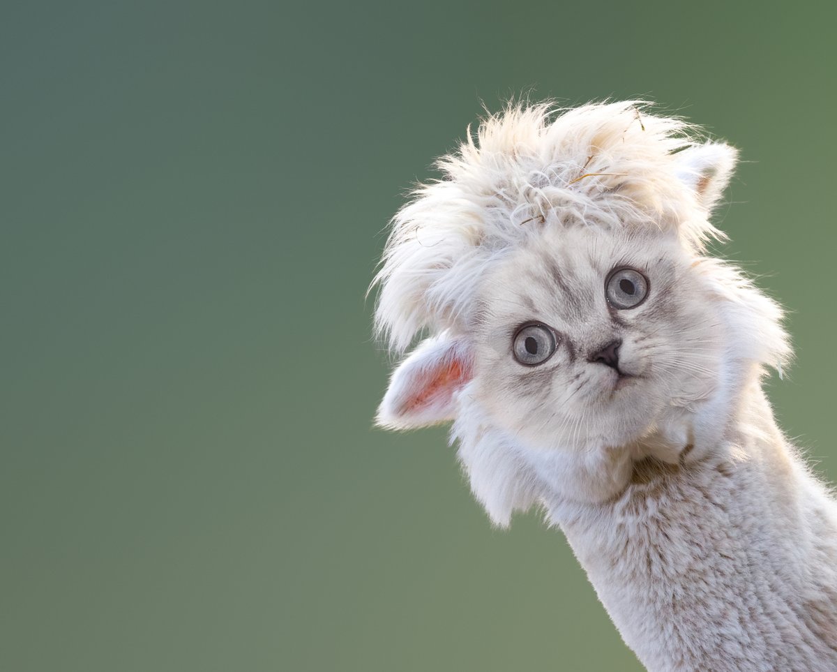 alpacat tweet media