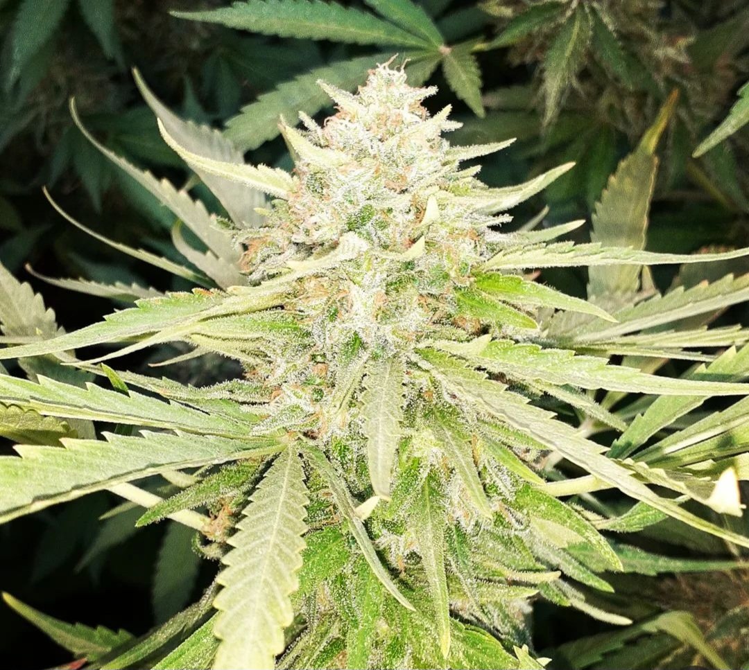 KannabiaSeedsDE's tweet photo. COLOMBIAN JACK von #KannabiaSeeds 🌱 @IntKannabia @KannabiaSeeds @Kannabia_US
📷: @Marathon_niP
Vielen Dank, #Kannabista ! 💯😍🧡💚

ℹ️ #ColombianJack #seeds ➡️
https://t.co/5dZ2sAmdgp 

Fem ♀️
Nebula x Black Jack 
Mit 40% #Rabatt

🏆🥈1. Platz "Best Sativa" Expogrow Irún 2018 🇪🇦 https://t.co/KHJlEehCpw