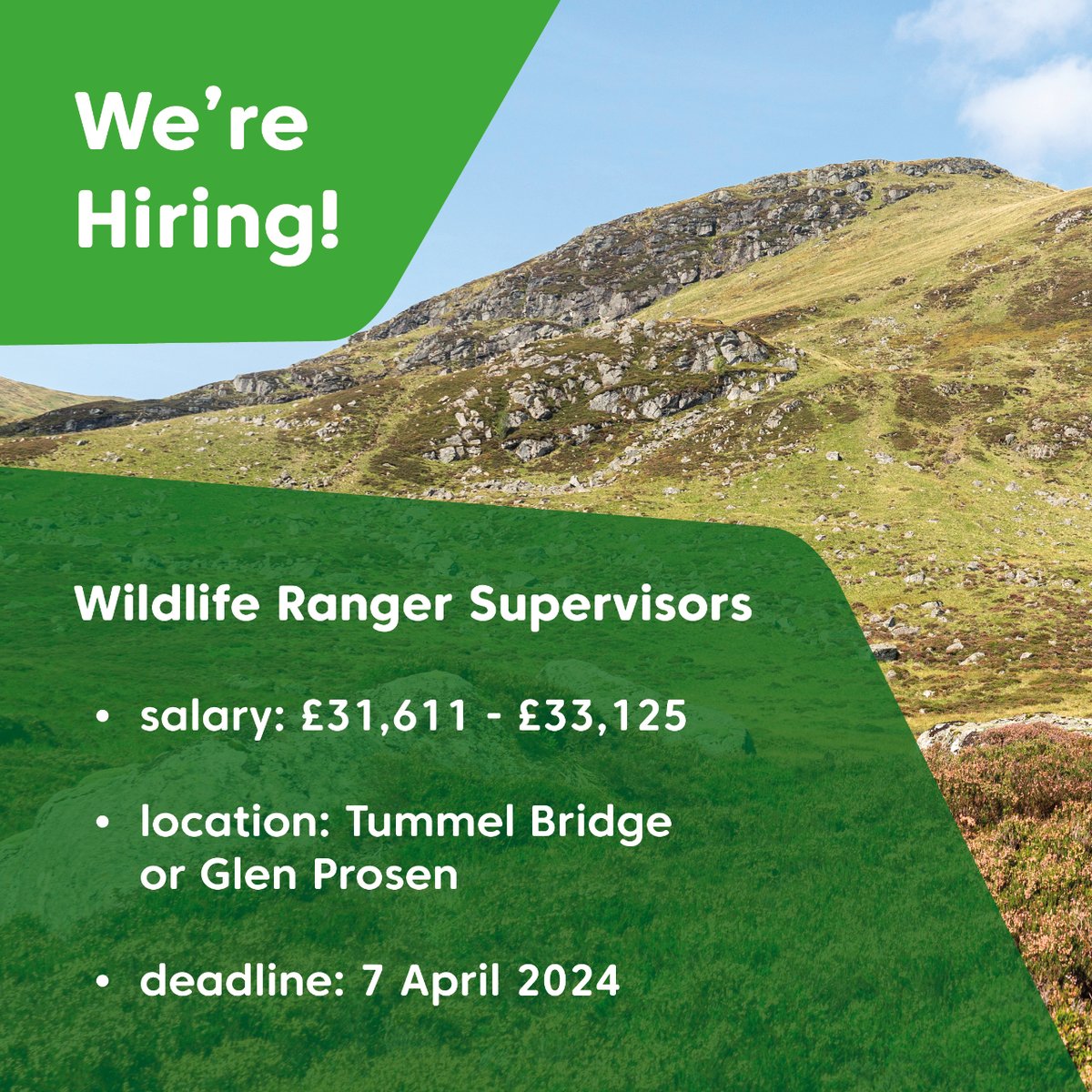 📣 We're hiring Wildlife Ranger Supervisors in Tummel Bridge and Glen Prosen!  Join us and take pride in helping look after Scotland’s national forests and land. ➡️ salary: £31,611 - £33,125 ➡️ hours: 37 ➡️ deadline: 7 April 2024 forestryandland.gov.scot/jobs/current-o…